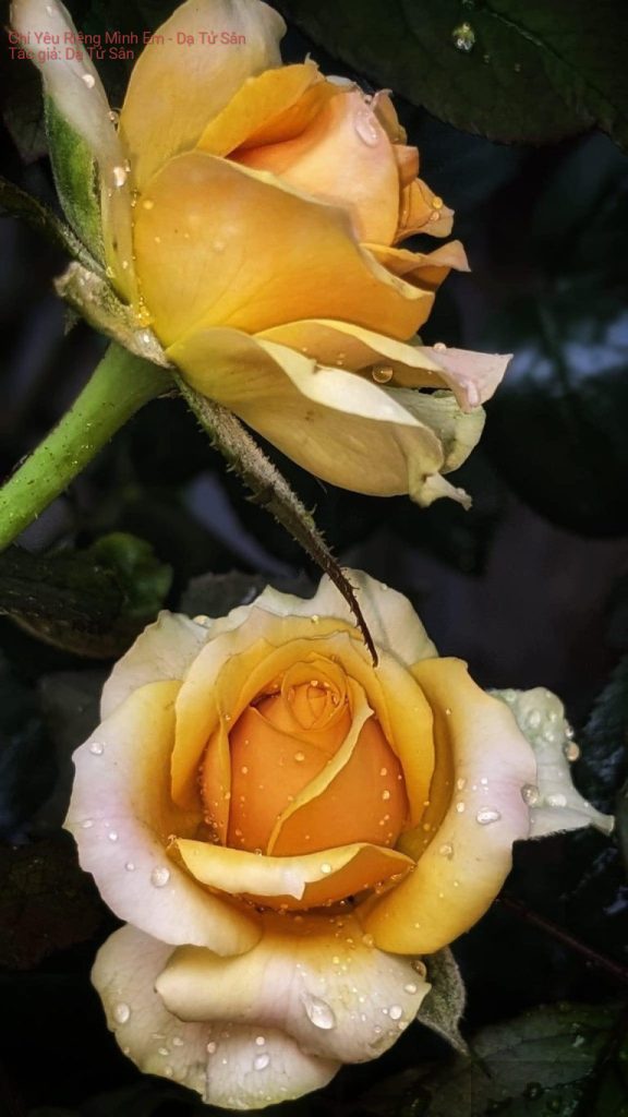 Chỉ Yêu Riêng Mình Em – Dạ Tử Sân