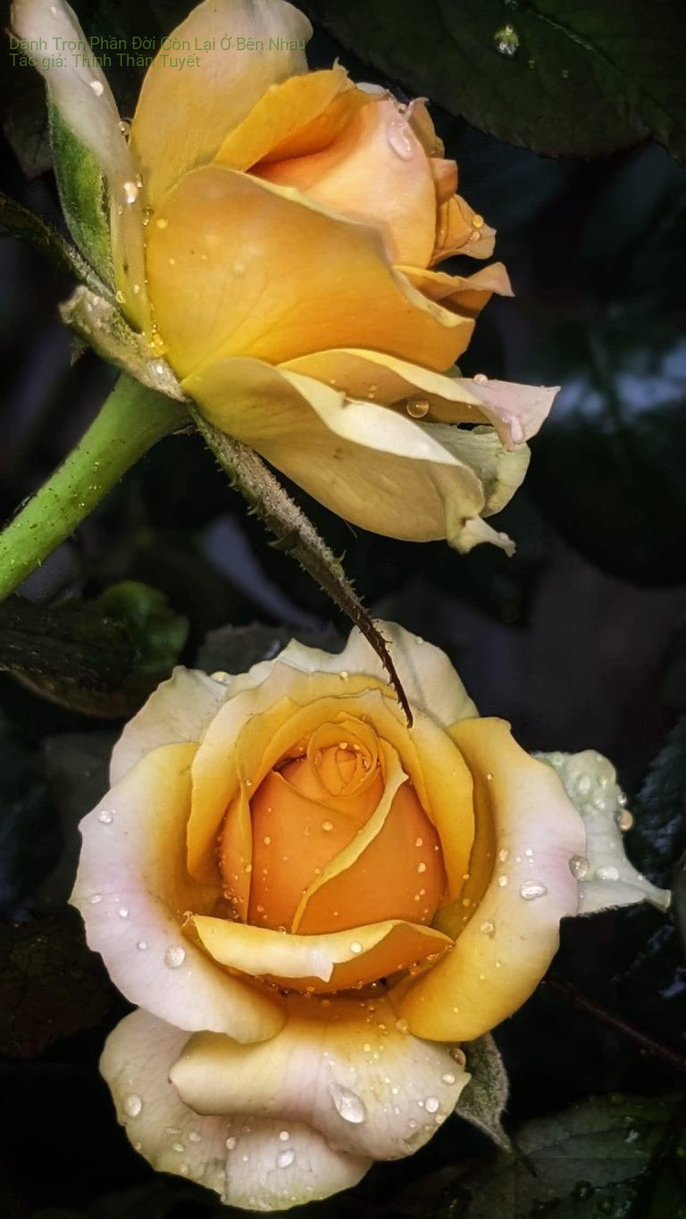 Dành Trọn Phần Đời Còn Lại Ở Bên Nhau