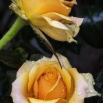 Garfield Báo Thù Ký