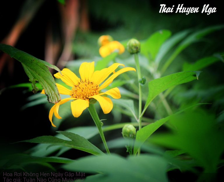 Hoa Rơi Không Hẹn Ngày Gặp Mặt