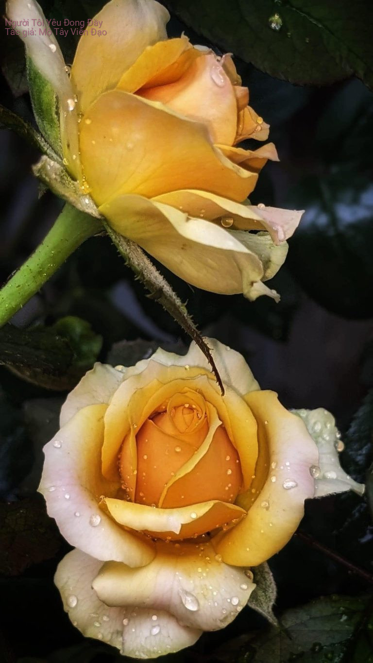 Người Tôi Yêu Đong Đầy