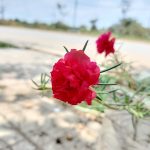 Nhật Hạ Vân Thính