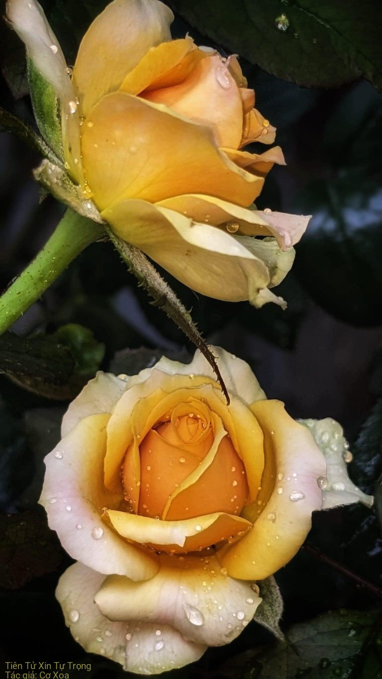 Tiên Tử Xin Tự Trọng