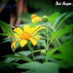 Tình Yêu Mãnh Liệt – Mộc Kim An