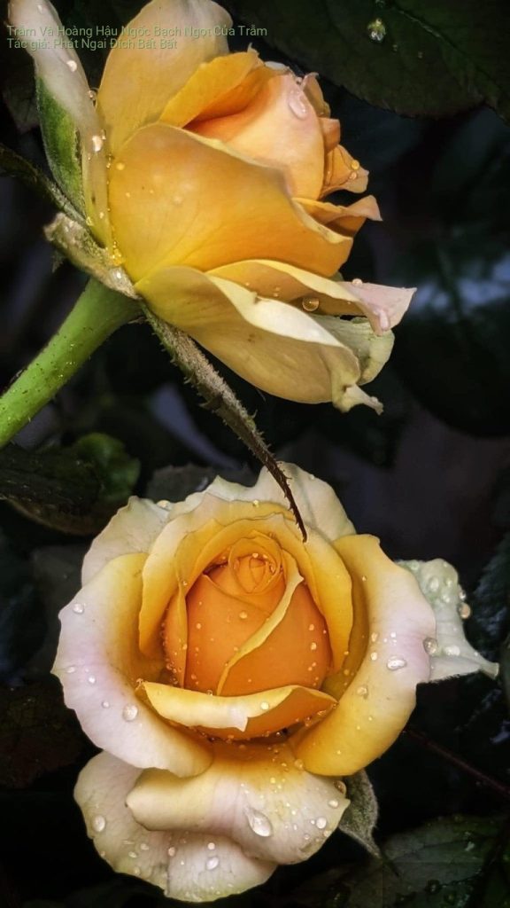 Trẫm Và Hoàng Hậu Ngốc Bạch Ngọt Của Trẫm